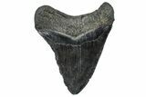 Fossil Megalodon Tooth - South Carolina #362449-2